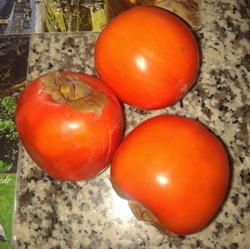 柿の季節