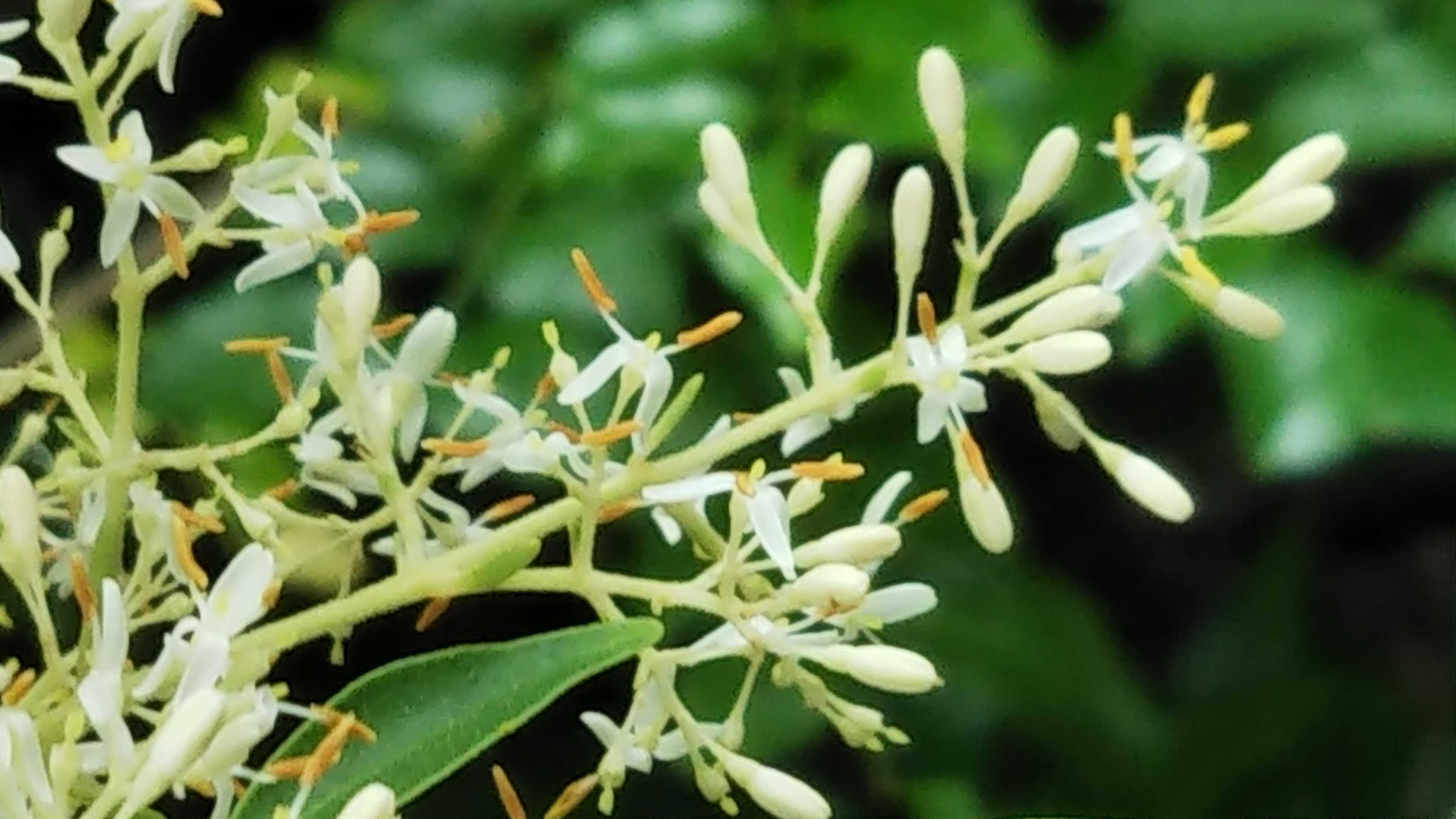 シマトネリコの花 ソフィアの宝石とトレニアの挿し芽は元気 シェードガーデンと猫 楽天ブログ