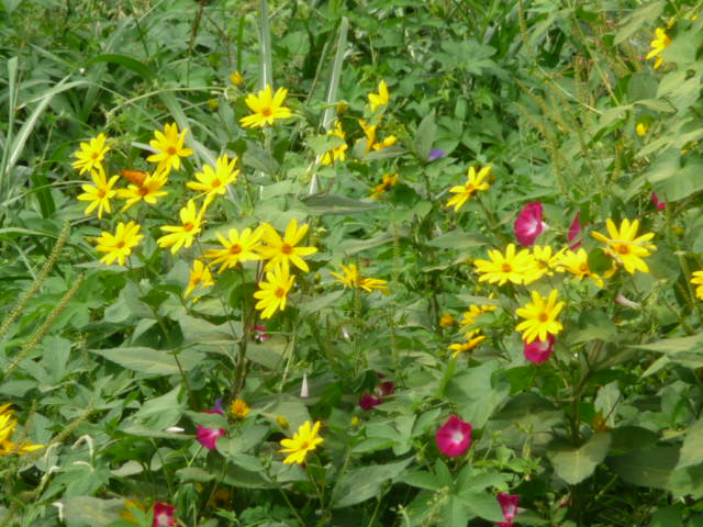 27 菊芋と朝顔