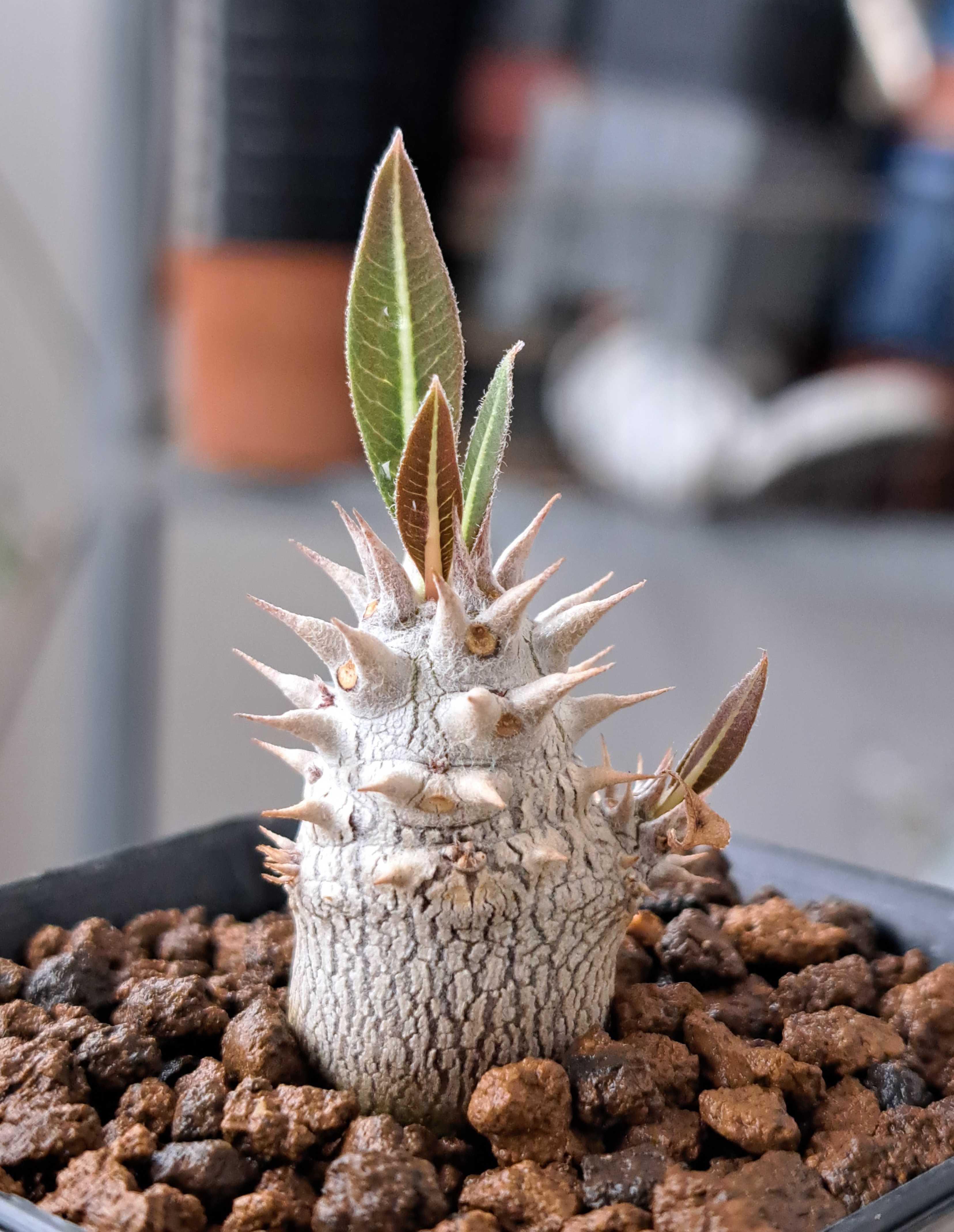 まとめ売り グラキリス エボリスピナ カクチペス まとめ売り