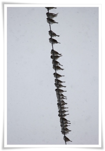 スズメの大群-5 14.2.5