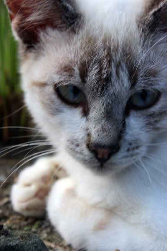 我が家のニャンコ♪2013/9/15-2