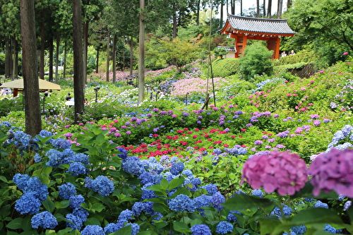 蓮と紫陽花の三室戸寺 京都府宇治市 ハイネの森 楽天ブログ