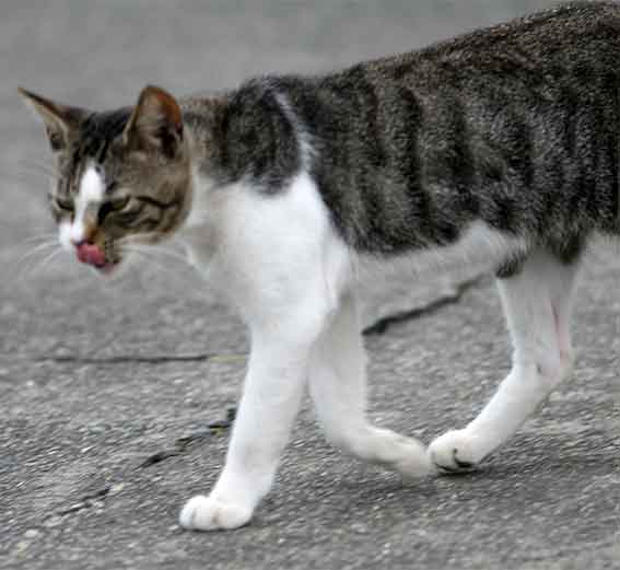 我が家のニャンコ♪2015/8/17-3