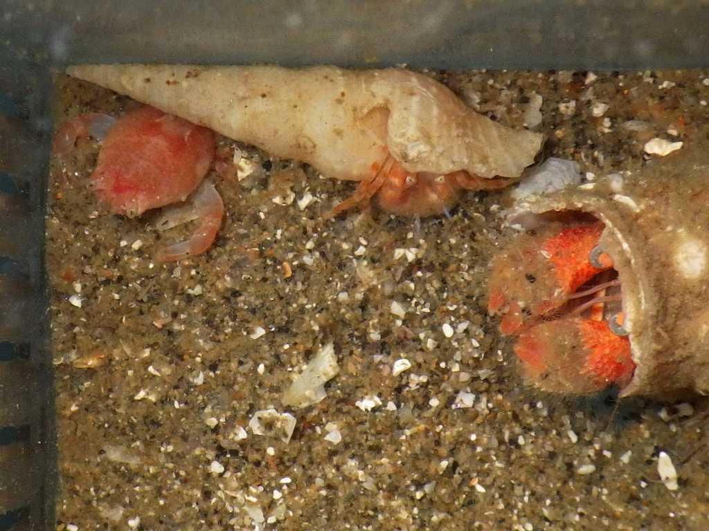 深海性甲殻類1　カルイシヤドカリ（Pylocheles mortensenii）