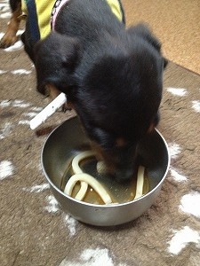 ドッグヌードル