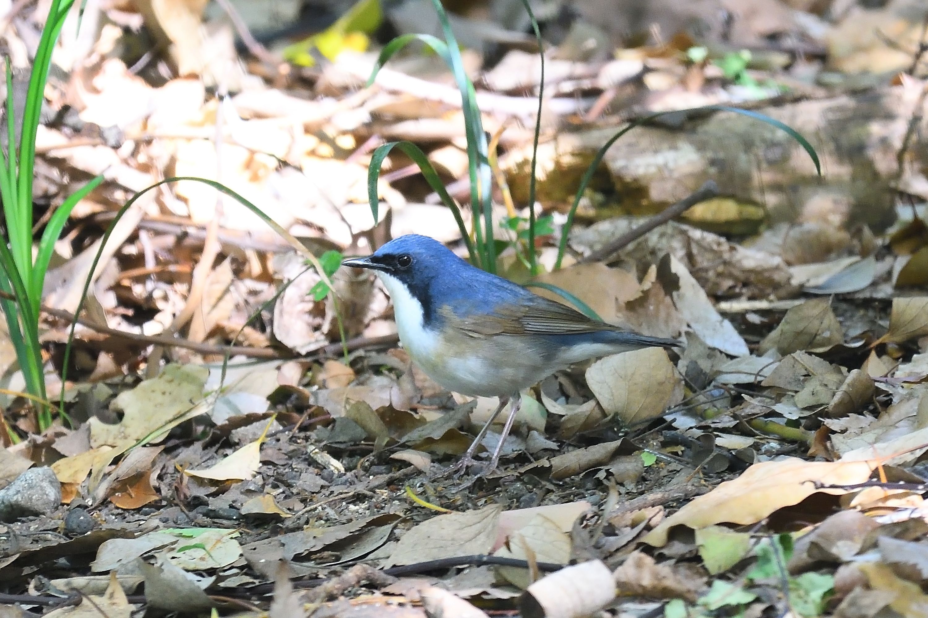 大阪城公園の野鳥たち コルリ 編 野鳥との日常生活を綴る 楽天ブログ
