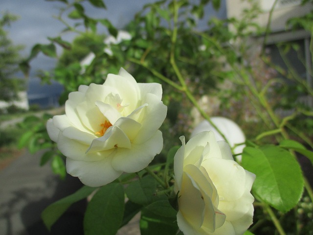 IMG_8399ss.jpg