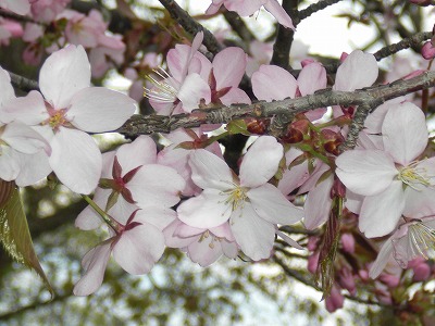 sakura1