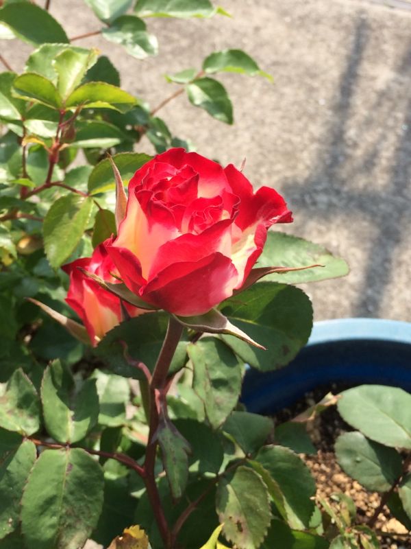 rblog-20140509113154-00.jpg
