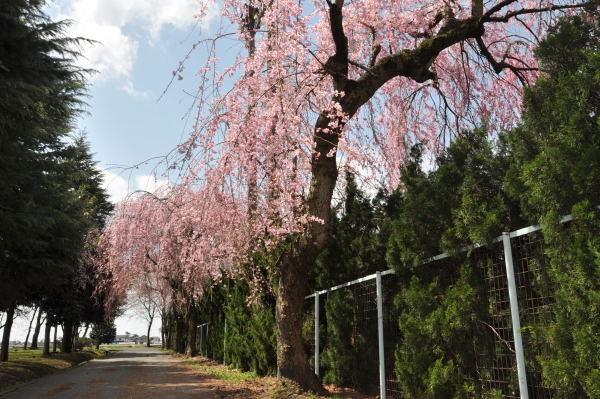 桜