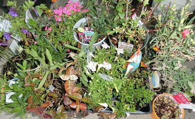 花苗の見切り品を購入 ダラの庭ノート 楽天ブログ