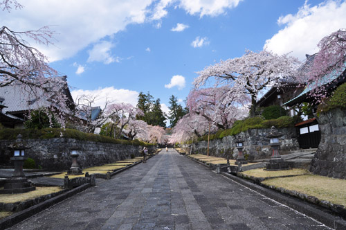 桜３