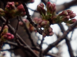 桜の蕾