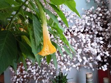 20130301Angel　Trumpet　と　Cotton.jpg