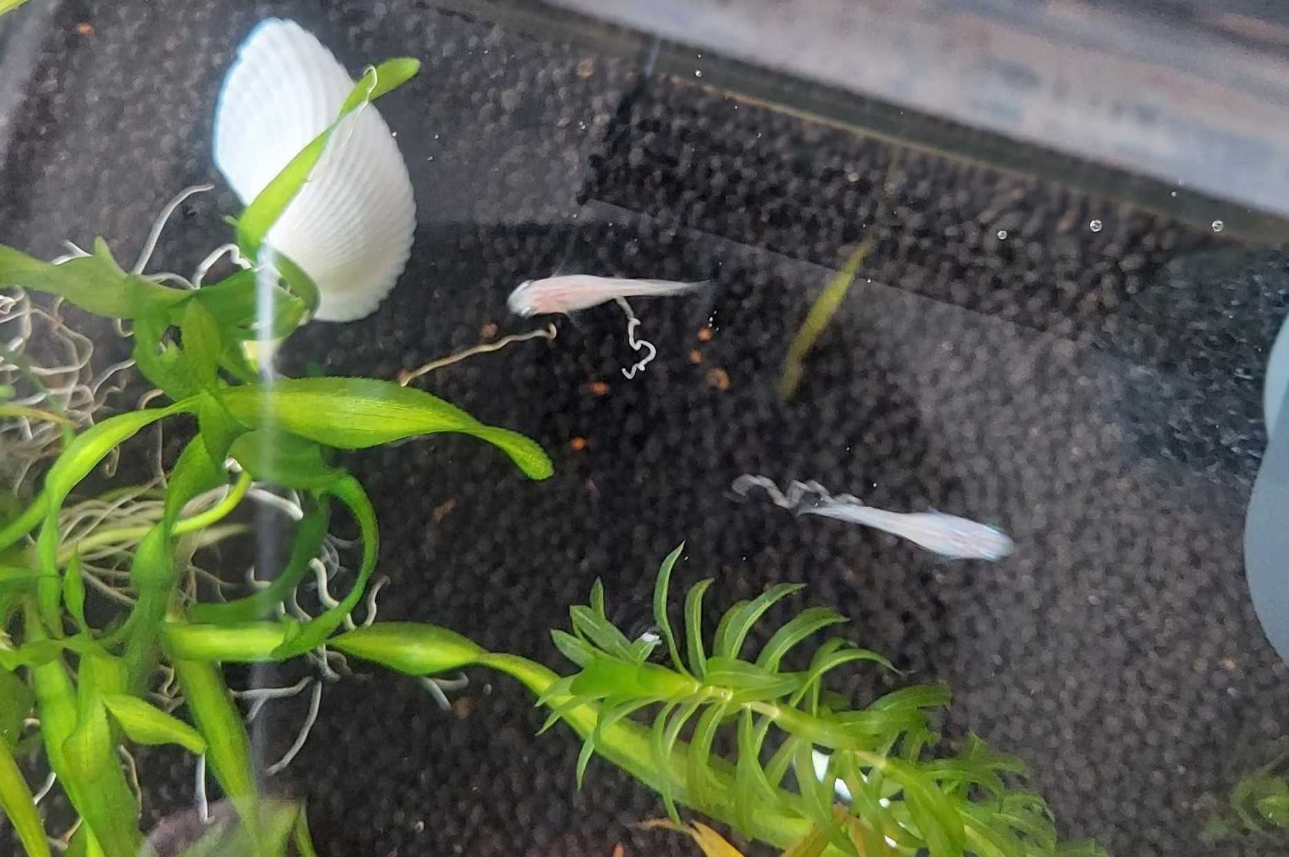 カワリヌマエビ全滅 そして 二代目 週末農村生活 楽天ブログ