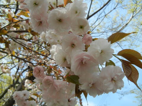 池上本門寺周辺の八重桜