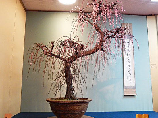 梅２