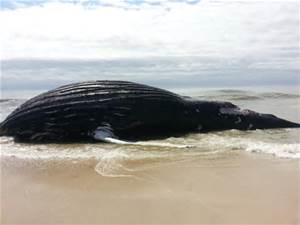 beached whale.jpg