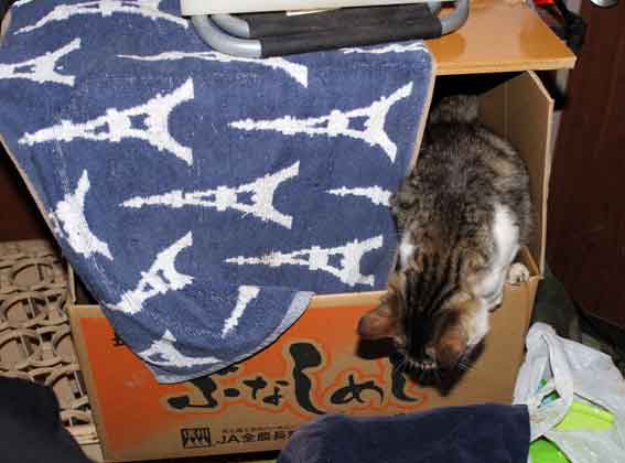 我が家のニャンコ♪2013/12/15-3