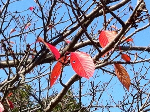 久良岐公園の紅葉