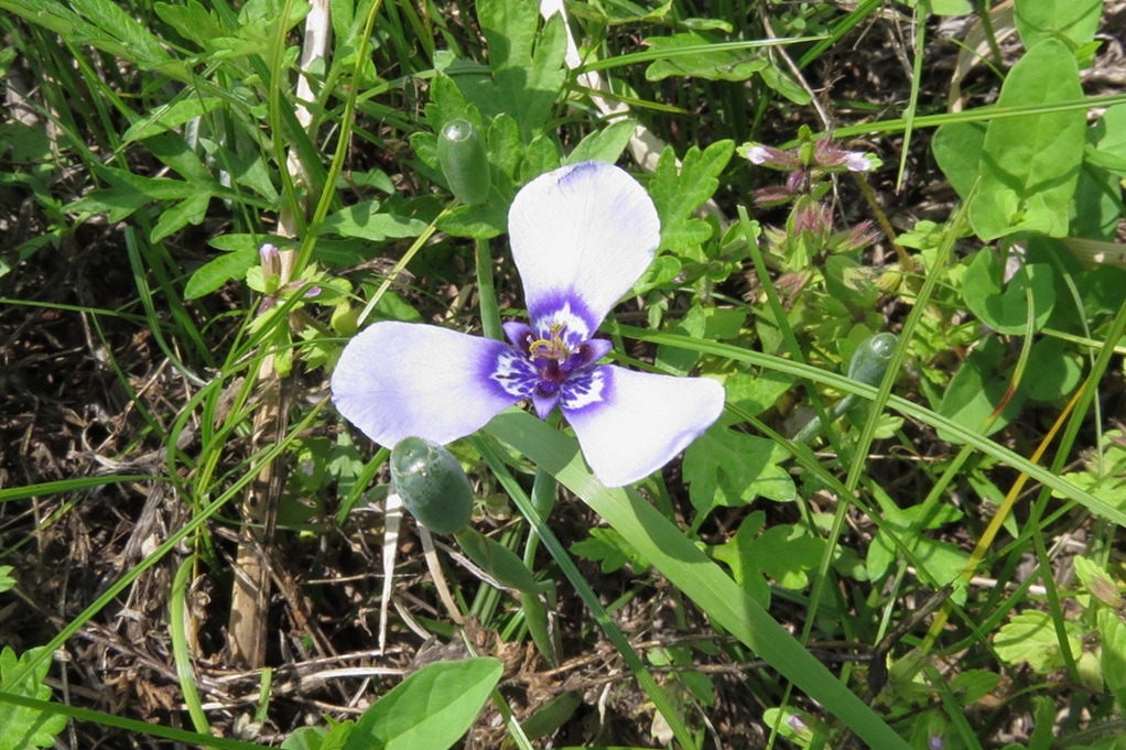 515