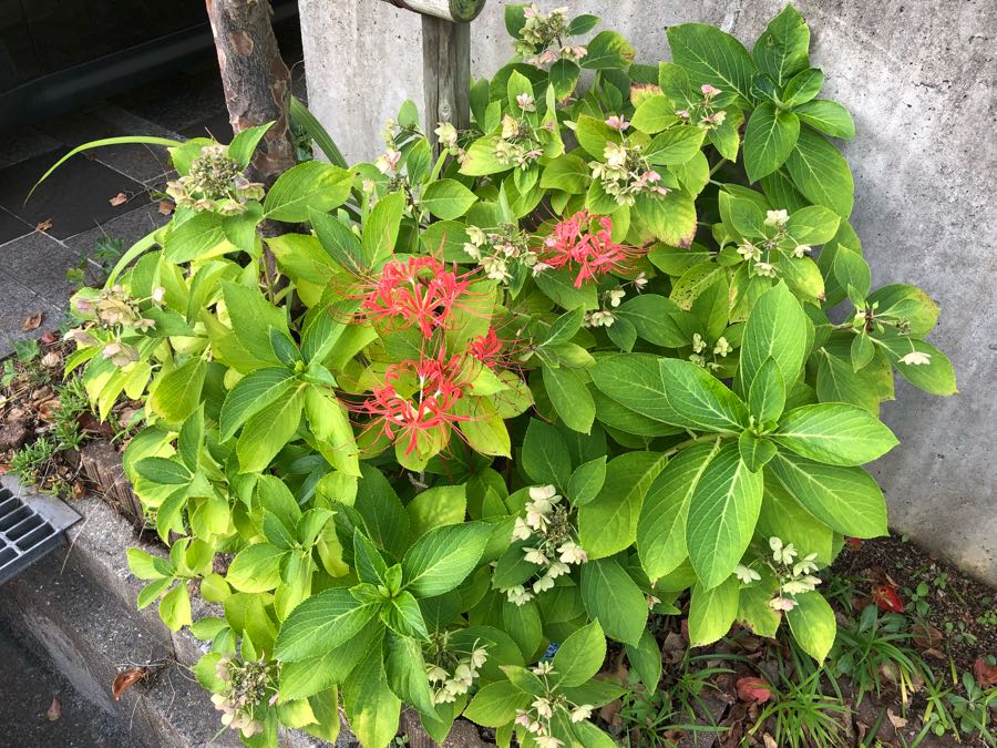 rblog-20180903074740-01.jpg