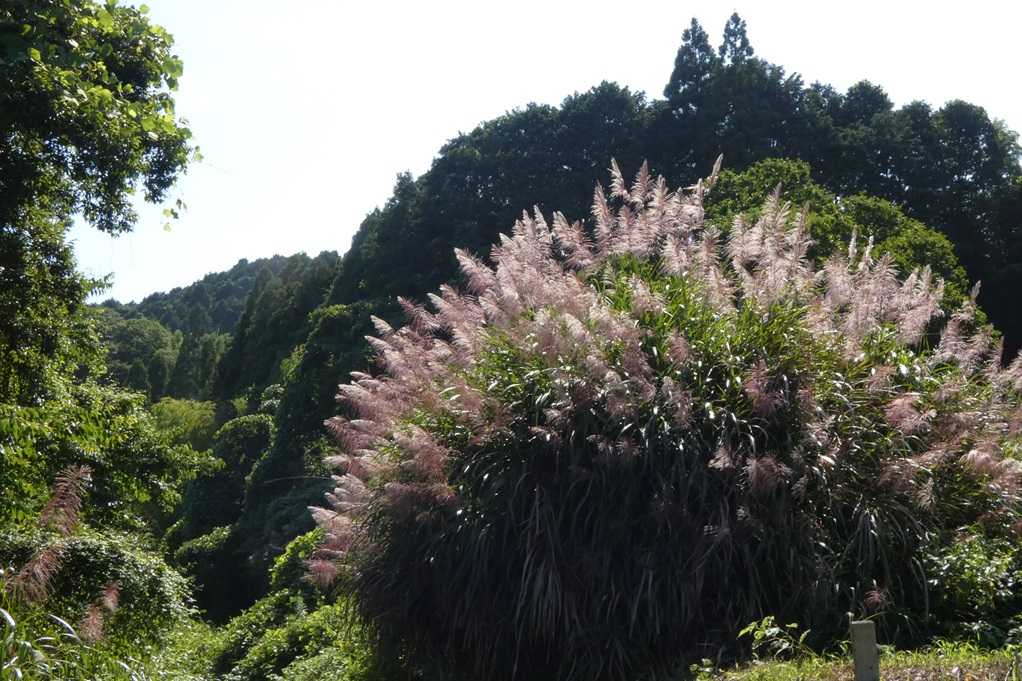 515