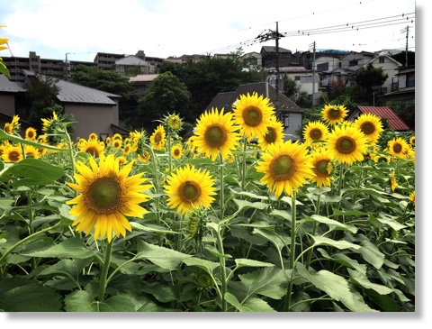 上大岡のひまわり畑