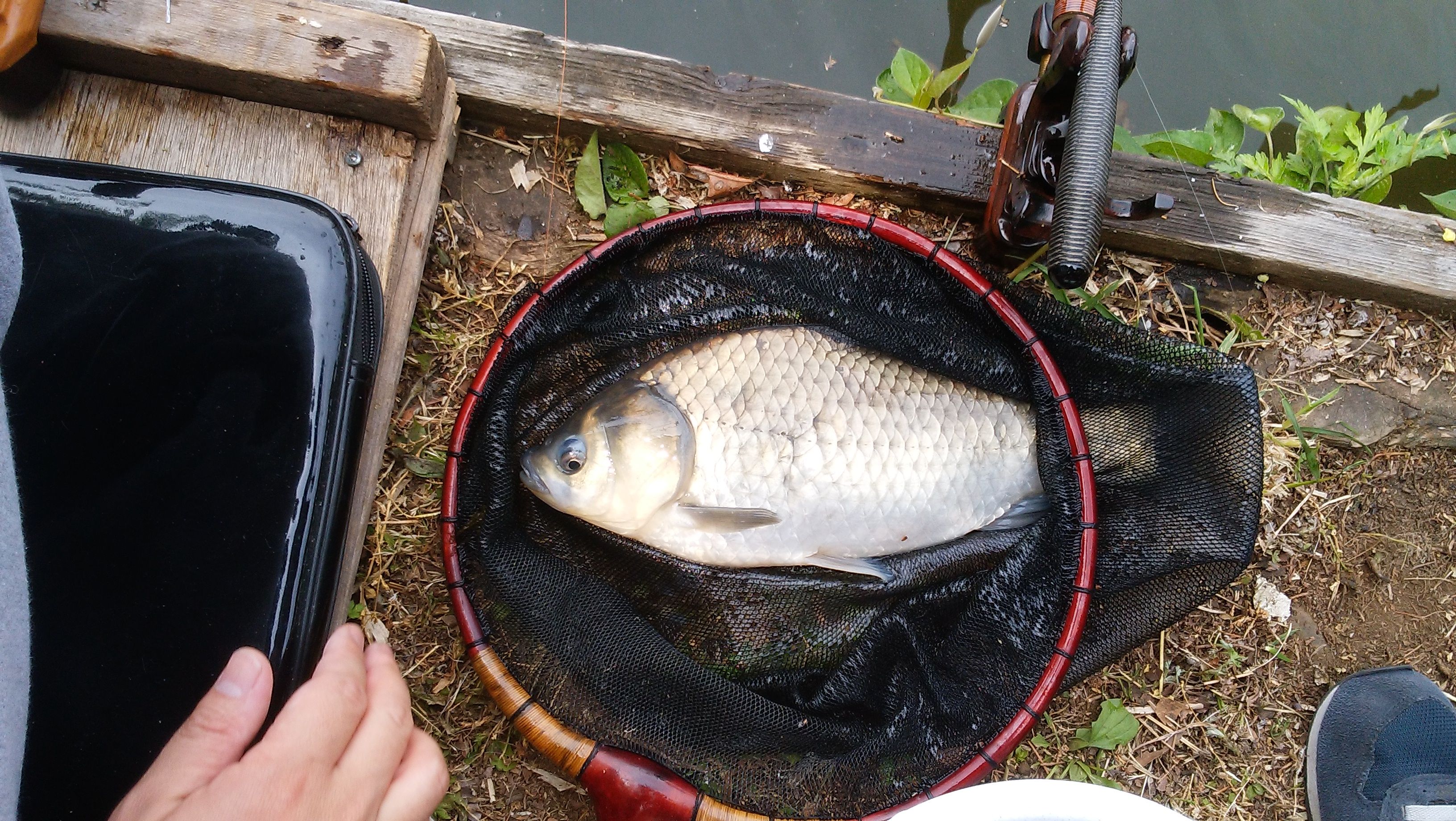 調布へら鮒園 17 5 3 37歳へら日記 楽天ブログ