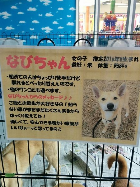 ピースワンコ広島 マリーナホップ 譲渡会 犬の里親募集中 犬たちのレストラン 楽天ブログ