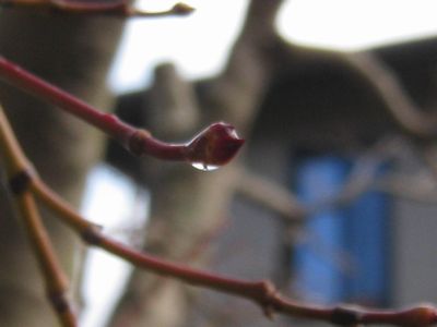 もみじの新芽.jpg
