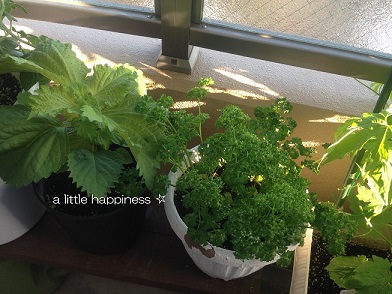 携帯写真 256.jpg