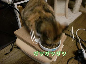 がつがつ.JPG