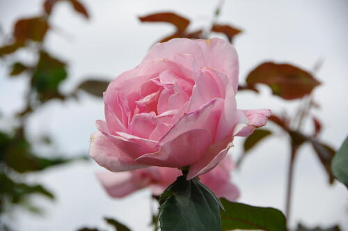 神代植物公園の秋バラ