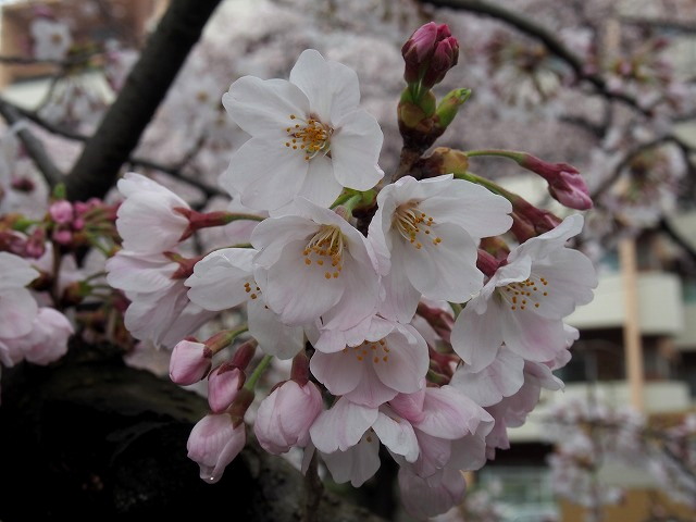 P4030089.jpg