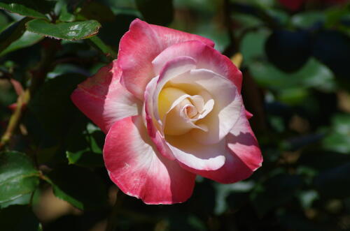 谷津バラ園のバラの花