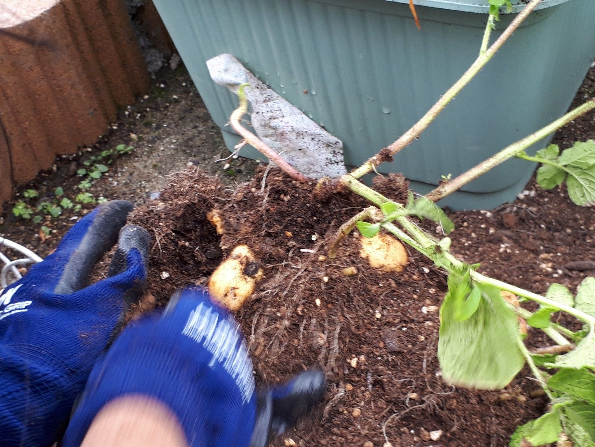 土嚢袋栽培したインカのめざめを収穫 ゆるふわgarden お野菜とお花たちと日々の出来事 楽天ブログ