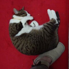 調理中に福ちゃんが～