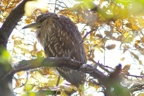 洗足池の野鳥