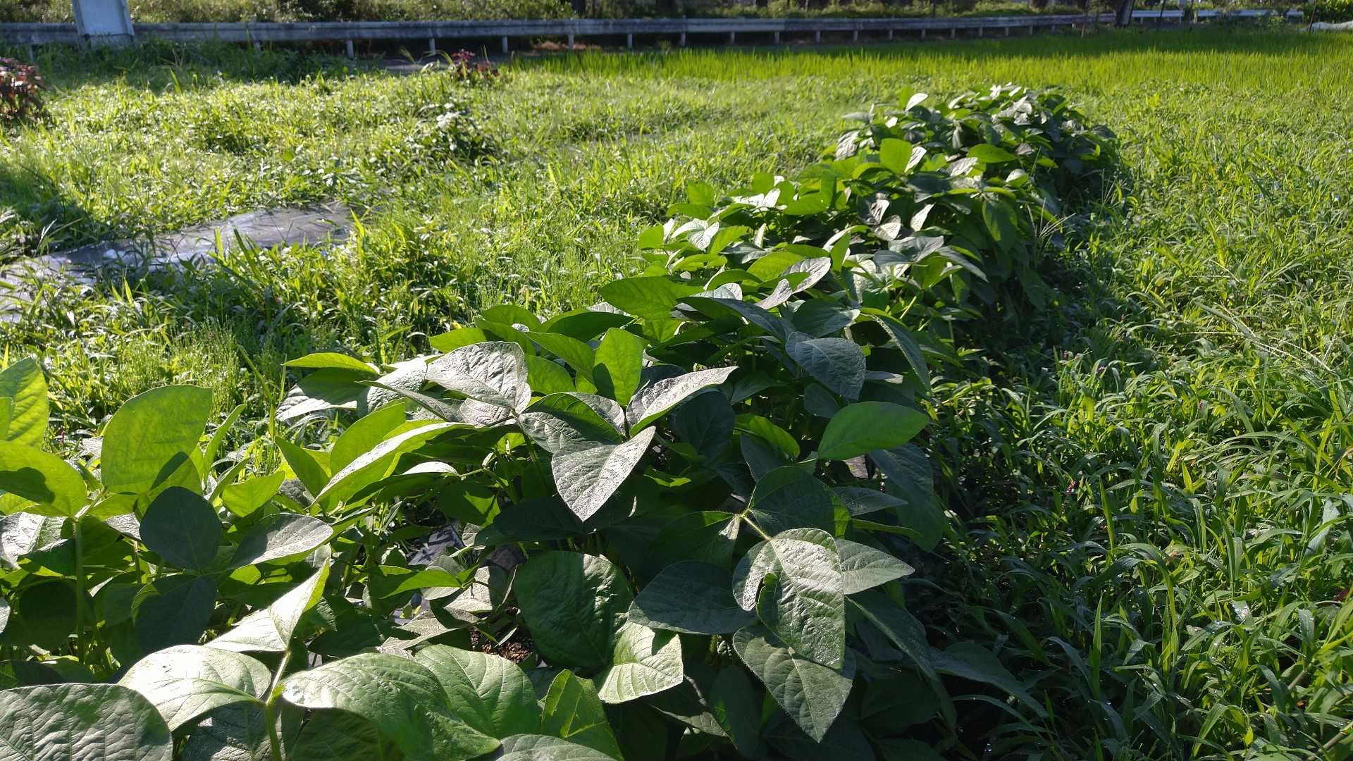 枝豆 茶豆 の成長 エコの実 ほったらかし野菜作りと知恵袋 楽天ブログ