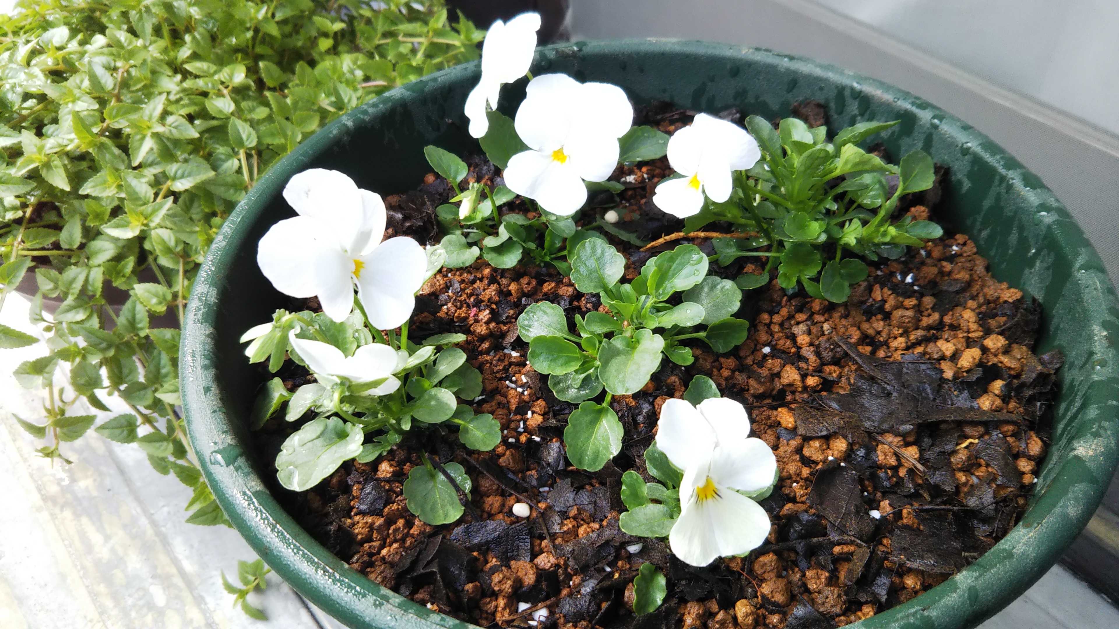 カリブラコア植え替えとピンチ レモンの鉢の草むしり シェードガーデンと猫 楽天ブログ