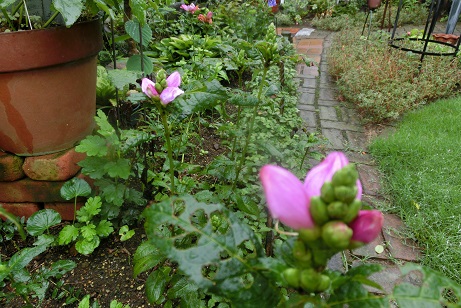 スピードリオン