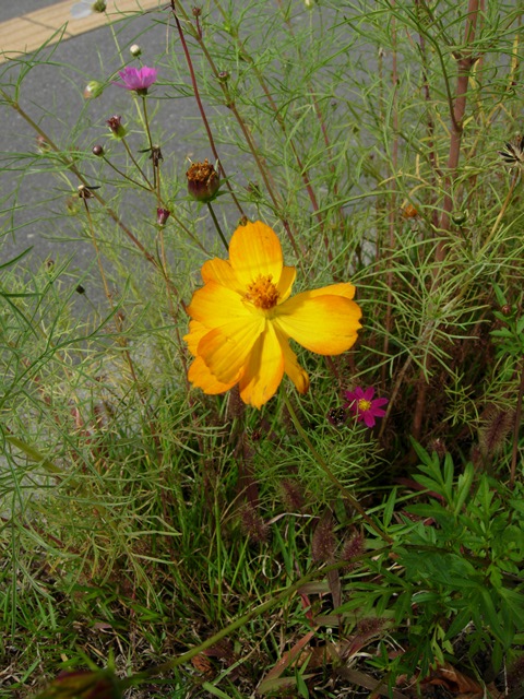 DSCN4214.JPG