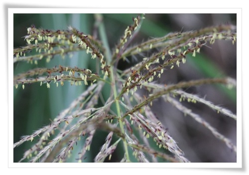 ススキの花-1 13.10.15