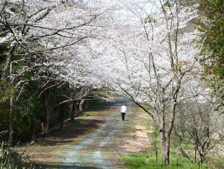 桜のトンネル