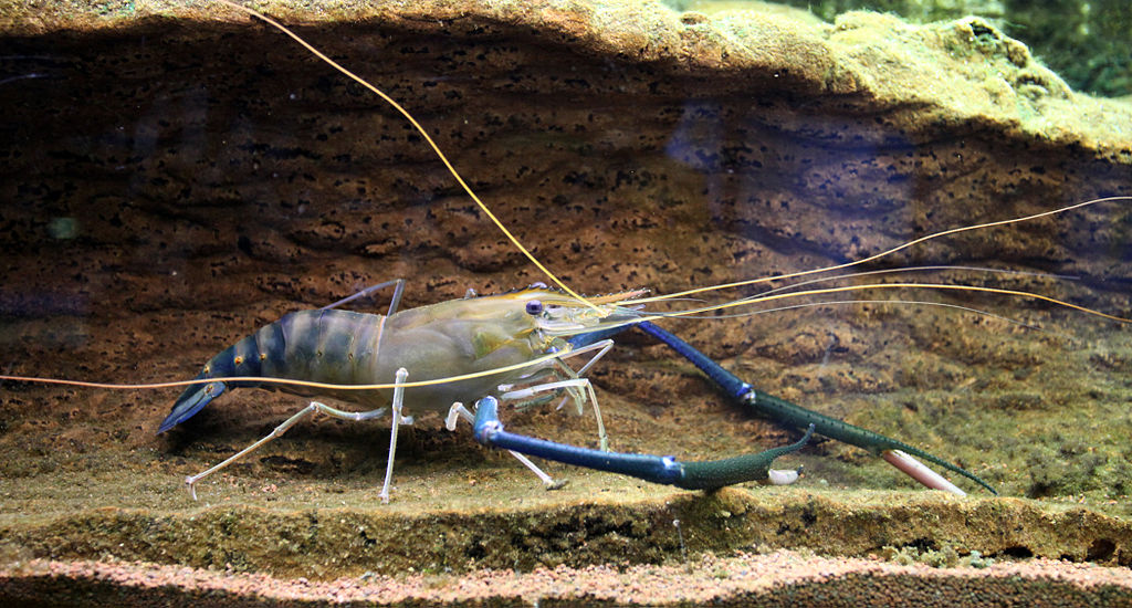 Macrobrachium_rosenbergii.jpg