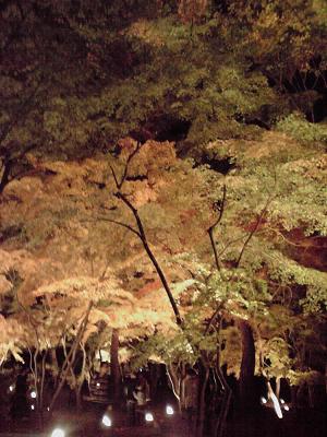 P1000209.jpg