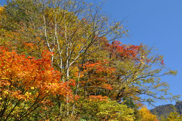 称名滝　紅葉