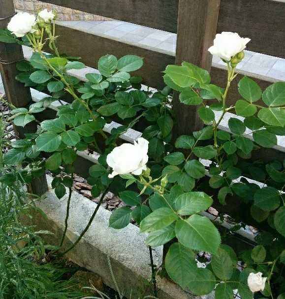 コルデスのバラ クリスティアーナ 小さな庭で がんばらないガーデニング ハンギングバスケットやクレマチス バラのある小さな庭 楽天ブログ